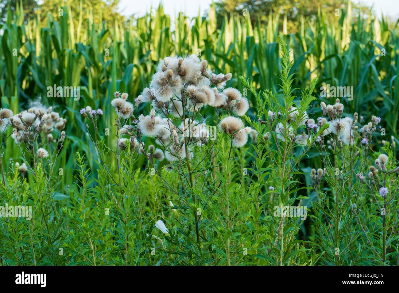 Acker Kratzdistel, mit Blüten und Pappus Borsten Foto Stock
