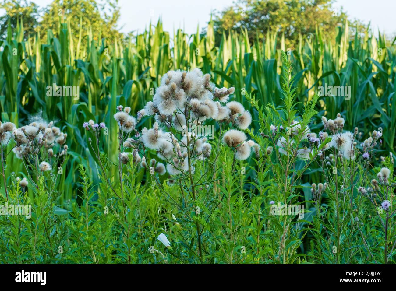 Acker Kratzdistel, mit Blüten und Pappus Borsten Foto Stock