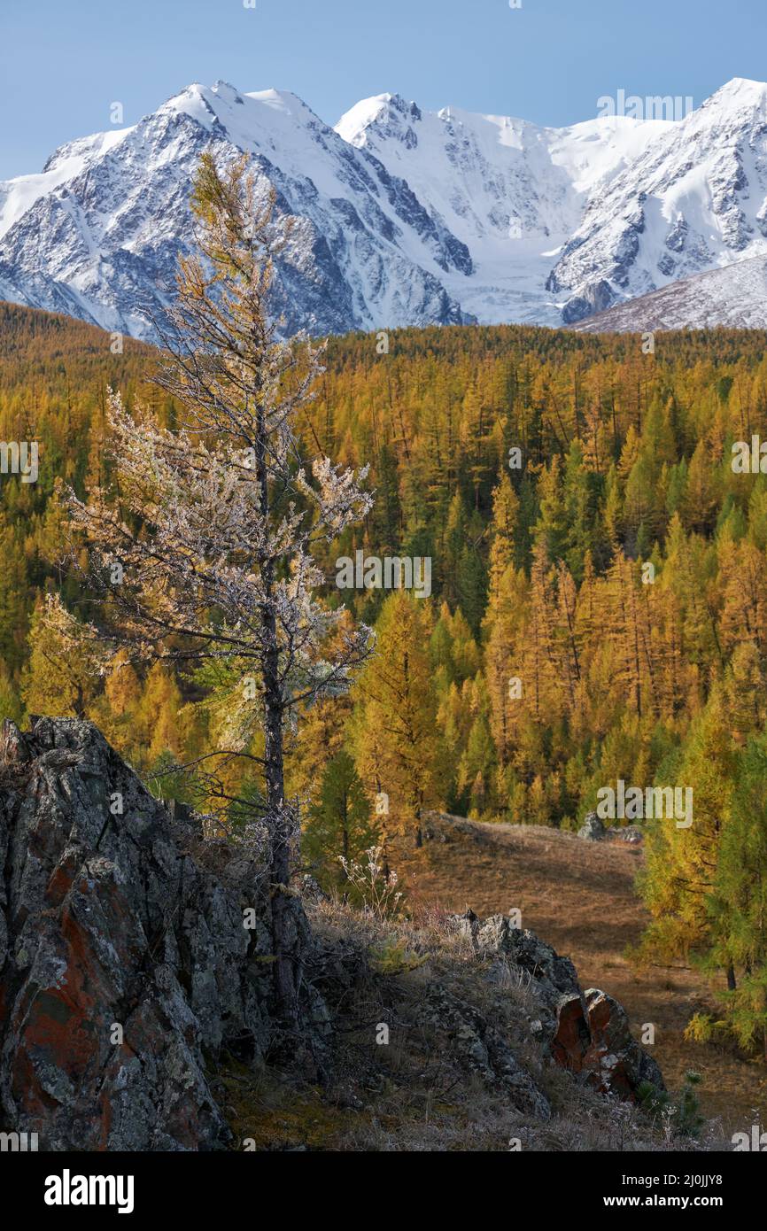 Larice congelato sotto hoarfrost. Le montagne innevate di North Chuiskiy Ridge sono sullo sfondo. Foto Stock