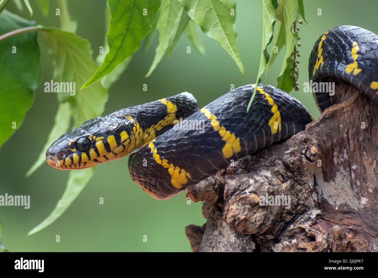 Boiga serpente dendrofilia in modalità difensiva Foto Stock