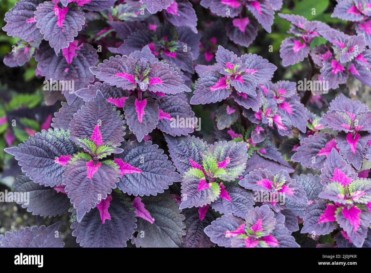 Coleus verde viola rosa al Giardino Botanico Perdana, Kuala Lumpur. Foto Stock