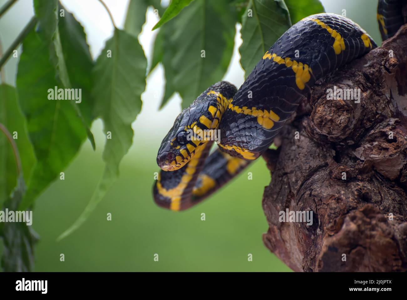 Boiga serpente dendrofilia in modalità difensiva Foto Stock