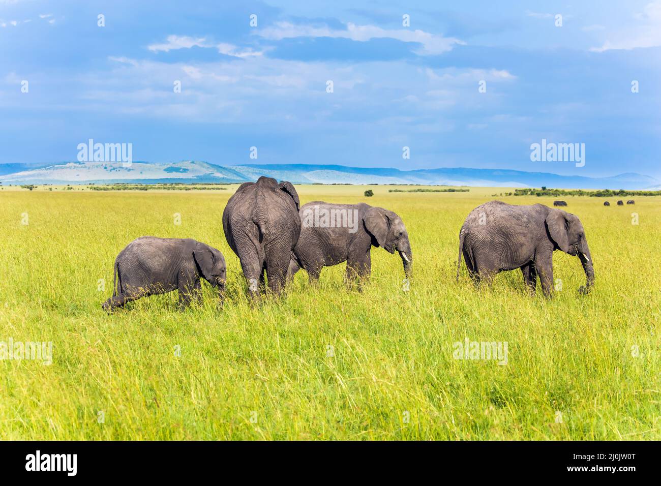 Elefanti della savana africana Foto Stock