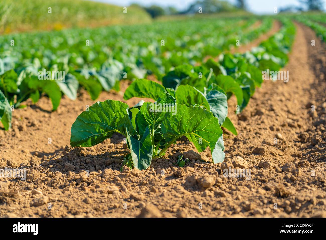 Campo di bellissimi cavolfiori in Bretagna. Francia. Allevamento di lattuga di cavolo verde biologico su un appezzamento di verdure nel francese Bre Foto Stock