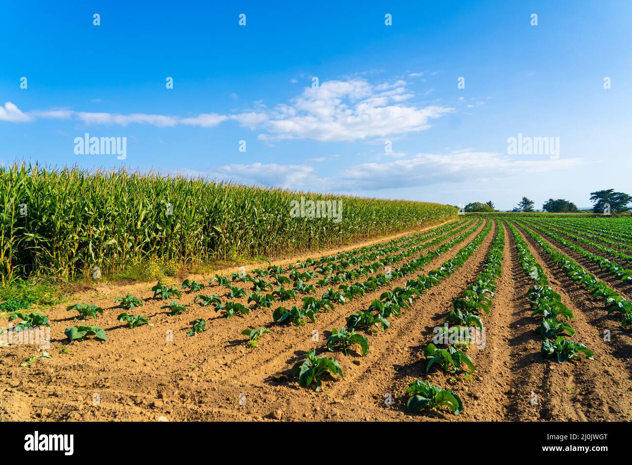 Campo di bellissimi cavolfiori in Bretagna. Francia. Allevamento di lattuga di cavolo verde biologico su un appezzamento di verdure nel francese Bre Foto Stock
