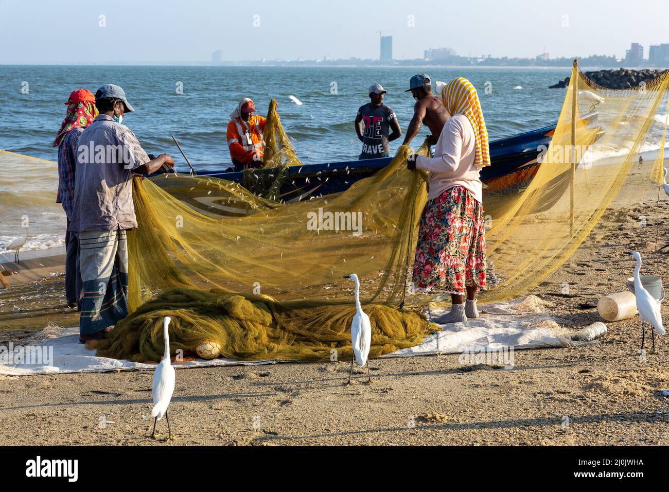 Persone che lavorano con il pesce sulla spiaggia a Negombo, Sri Lanka. Foto Stock