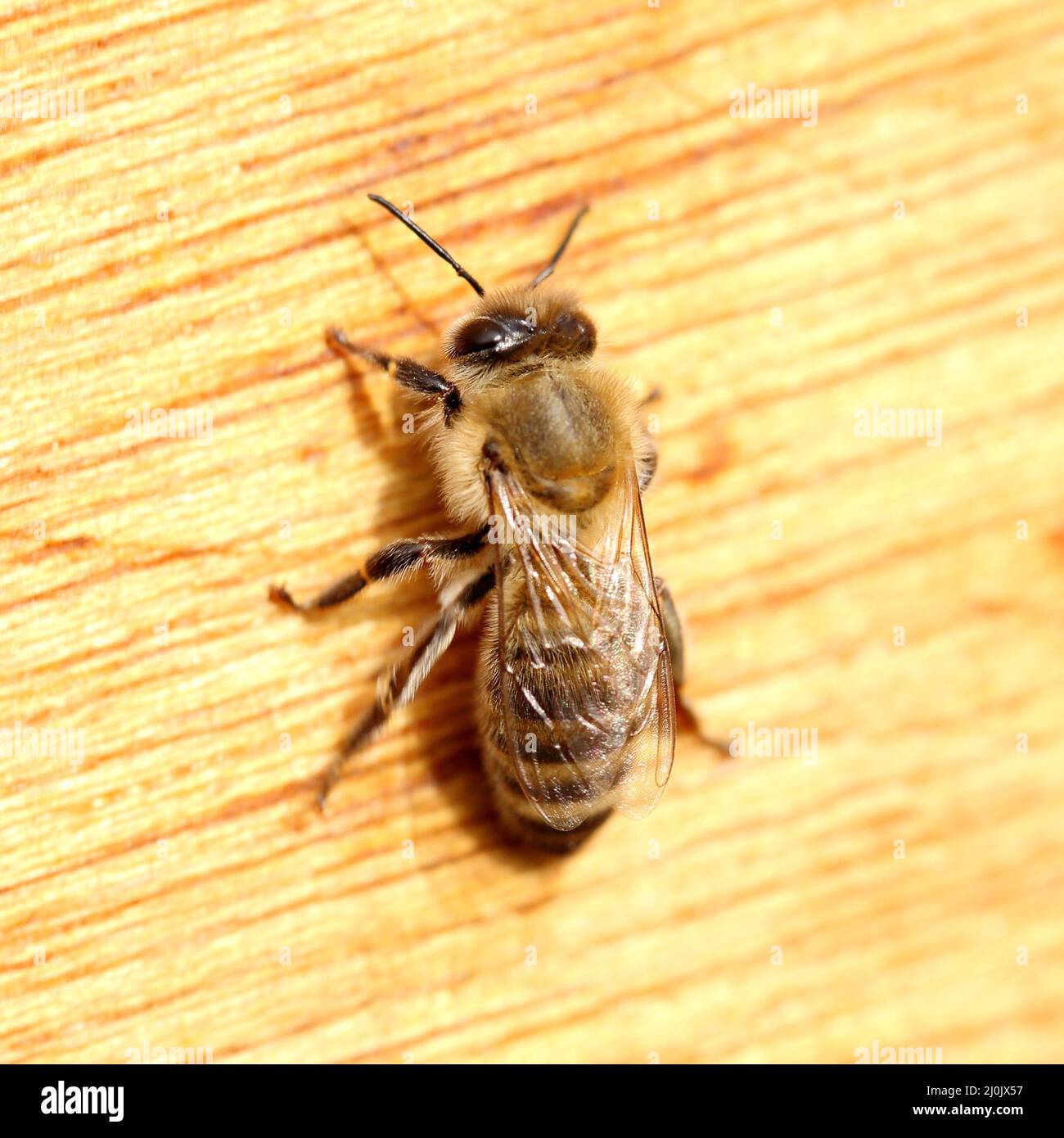 Un'ape di miele Foto Stock