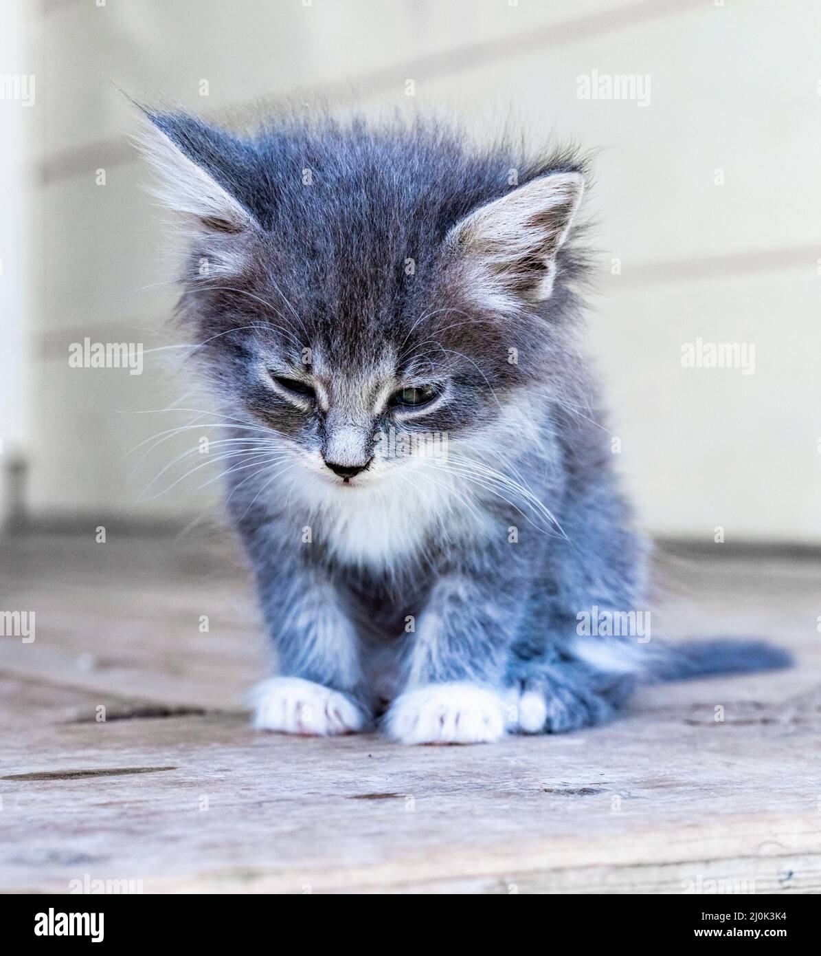 Piccoli gattini soffici Foto Stock