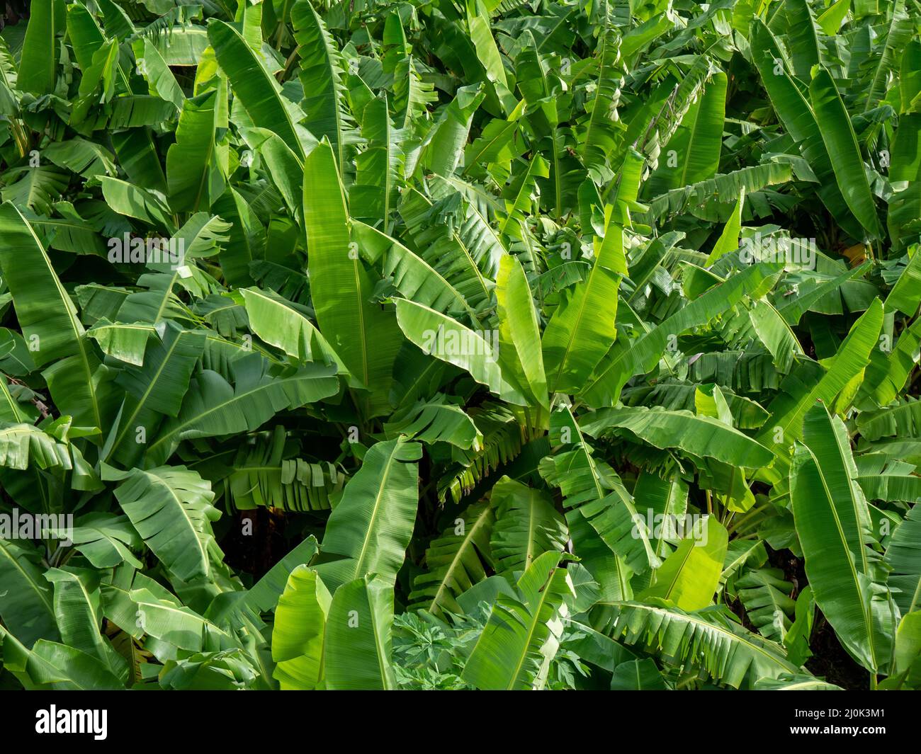Lussureggiante Banana Crop vista dall'alto Foto Stock