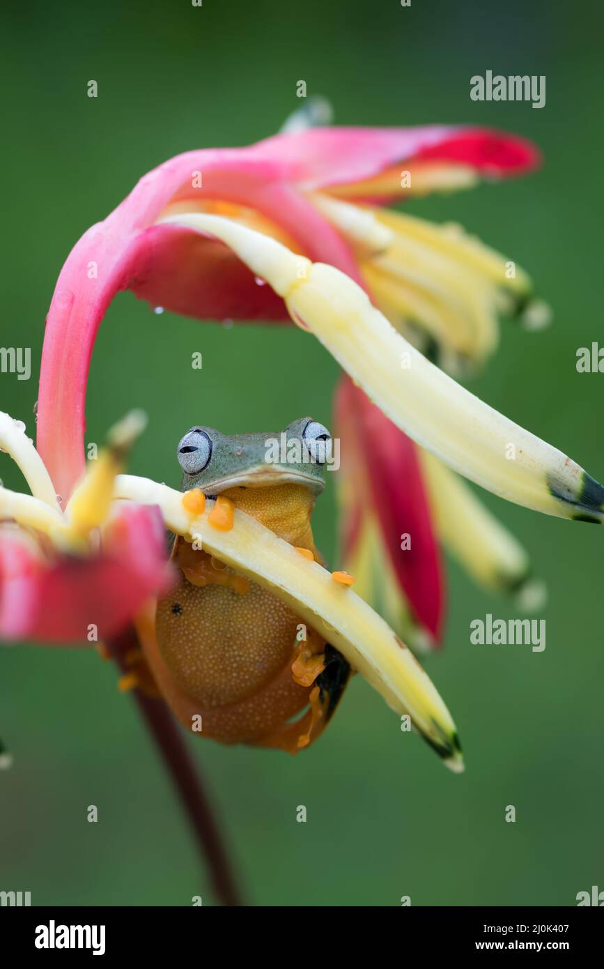 Rana nera dell'albero a nastro su un fiore Foto Stock
