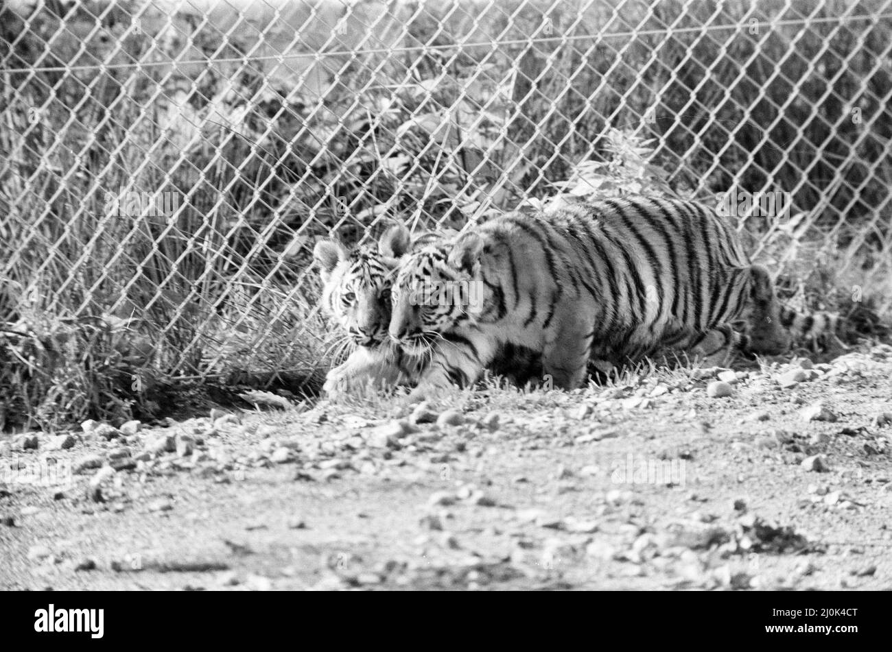 Young Tigers al Windsor Safari Park, Berkshire, Inghilterra, ottobre 1980. Foto Stock