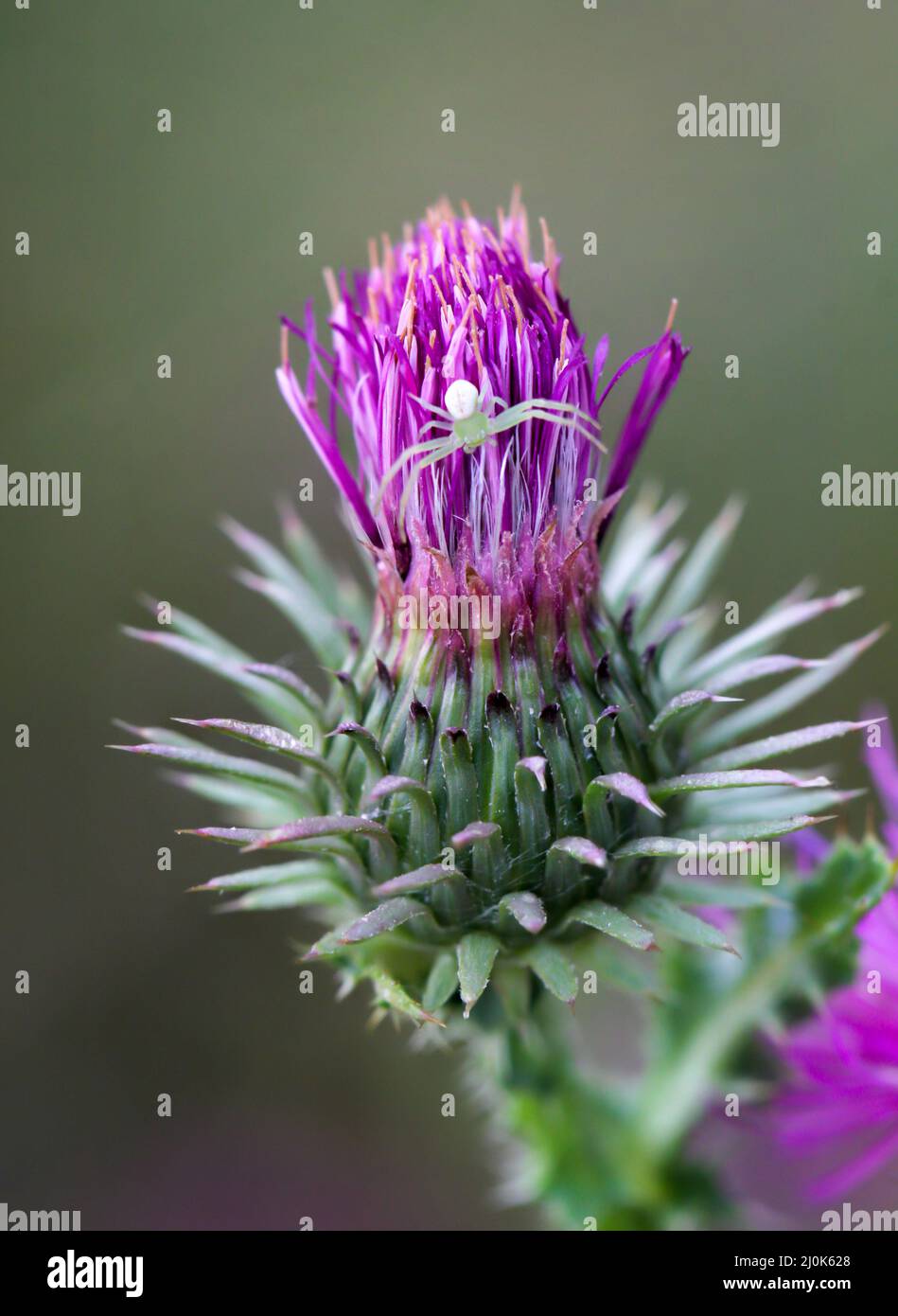 Un ragno di granchio mutabile siede su un cardo di latte. Foto Stock