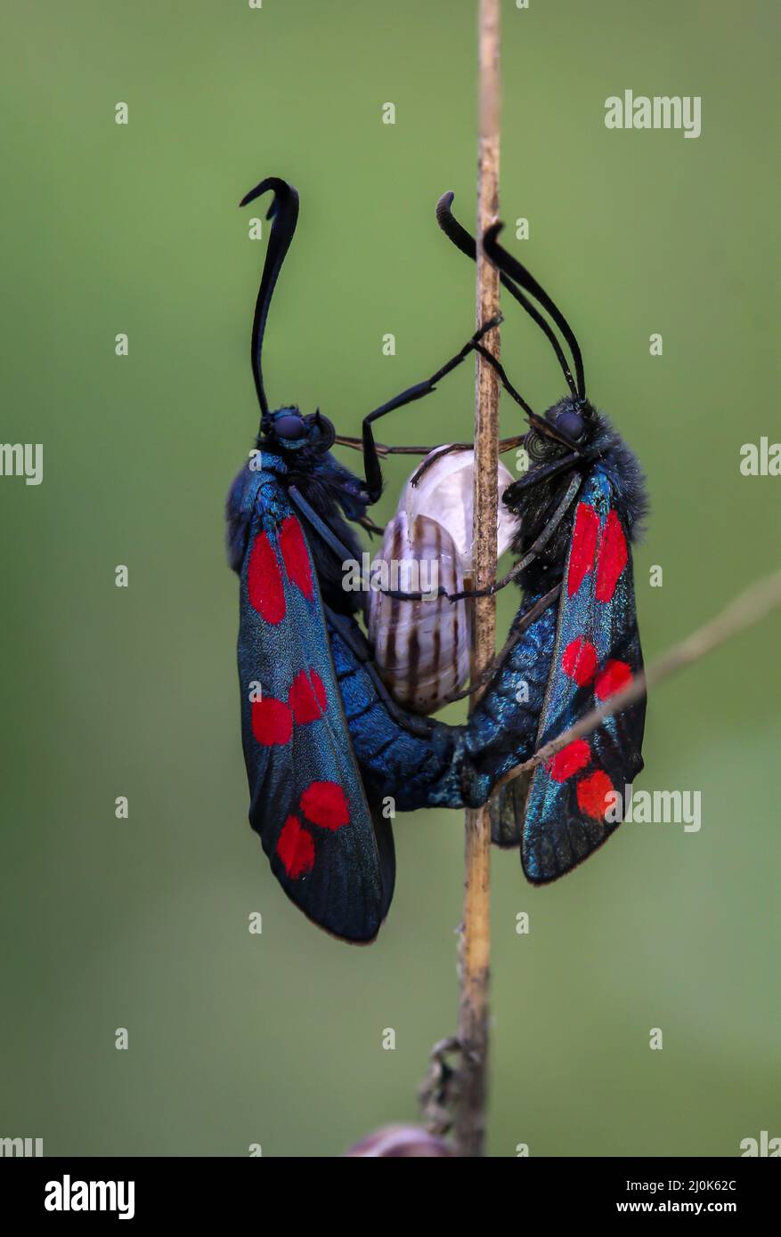Due arieti rossi. Clover a ferro di cavallo o pistone a sei punti durante l'accoppiamento. Foto Stock