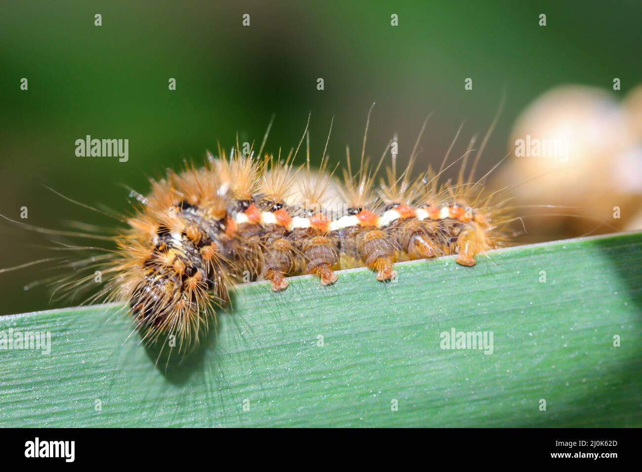 Primo piano di un giacere d'oro sulla foglia di un giglio d'acqua. Foto Stock