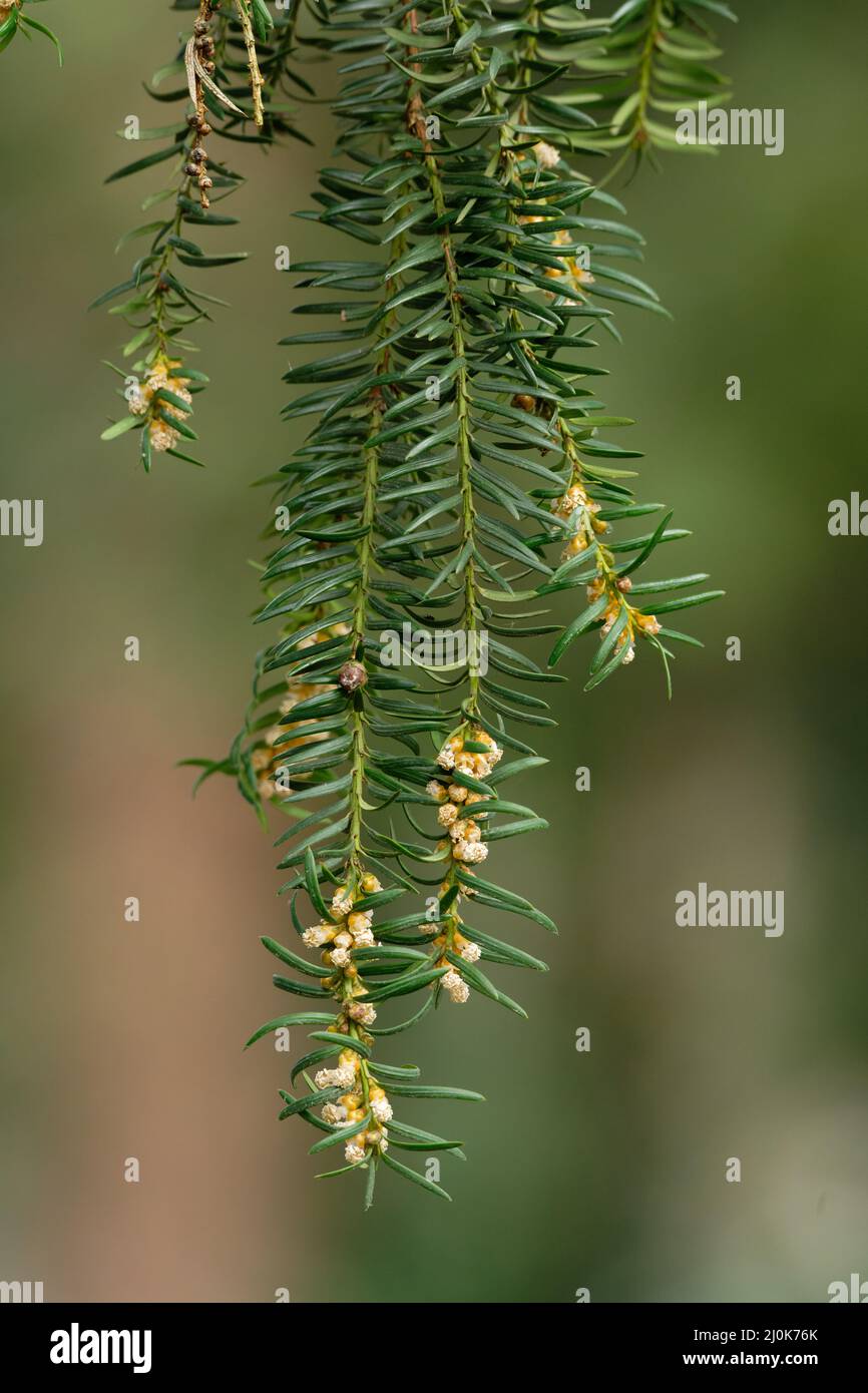 Taxus baccata, un ramo con fiori maschili di un tasso comune su sfondo sfocato Foto Stock