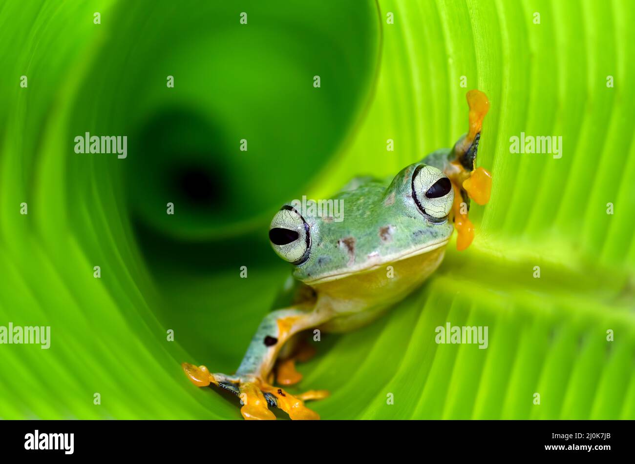 Rana verde volante all'interno della foglia di banana Foto Stock