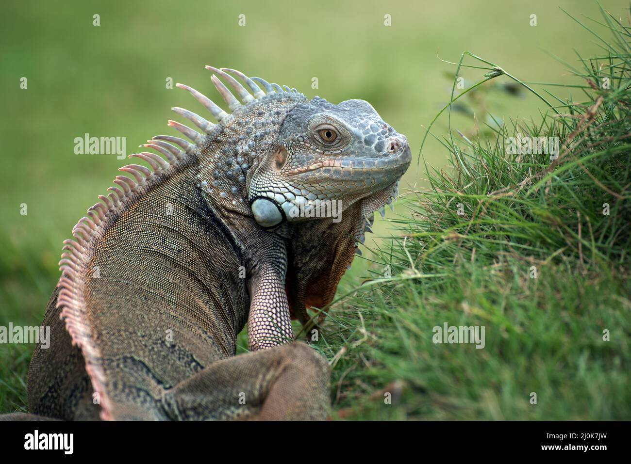 Grande iguana rossa che cammina sull'erba Foto Stock