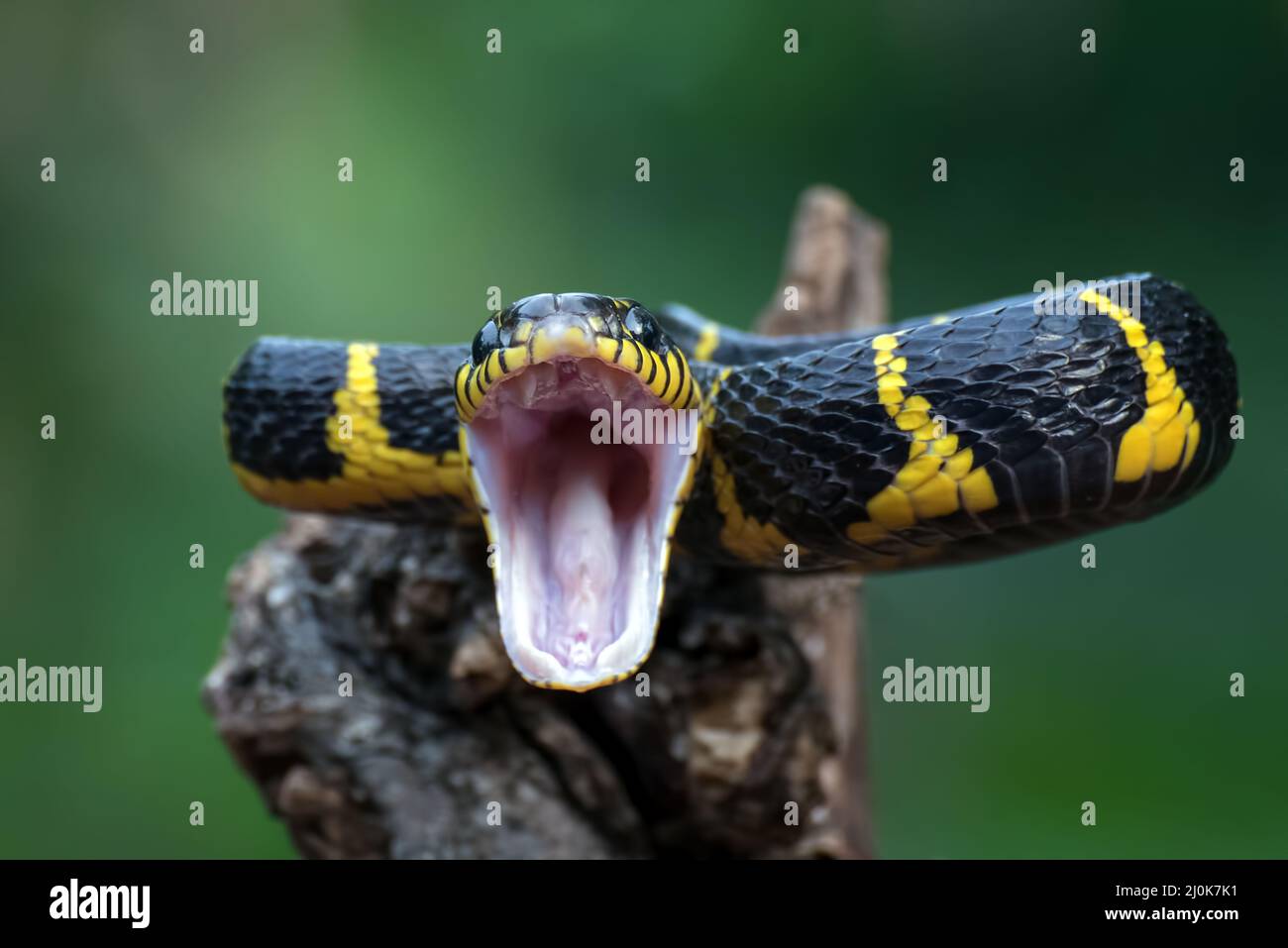 Il serpente gatto orlato in posizione di attacco Foto Stock