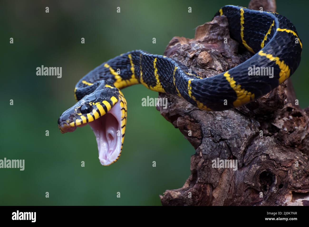 Il serpente gatto orlato in posizione di attacco Foto Stock