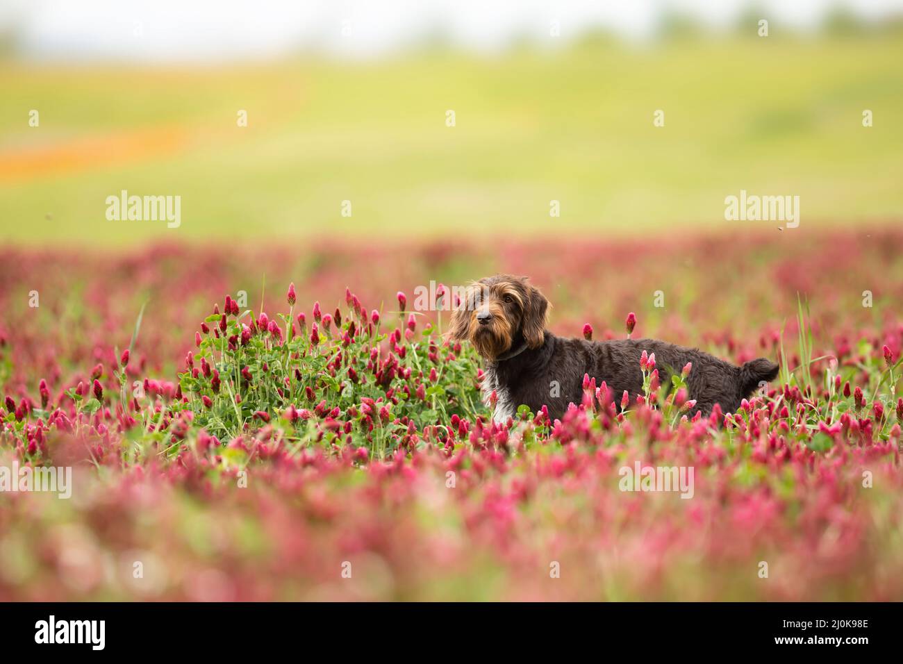 Il puntatore boemo grezzo-rivestito è razza di cane versatile. Cane in cerca di cattura in campo trifoglio italiano. Aiuto con la caccia. Foto Stock