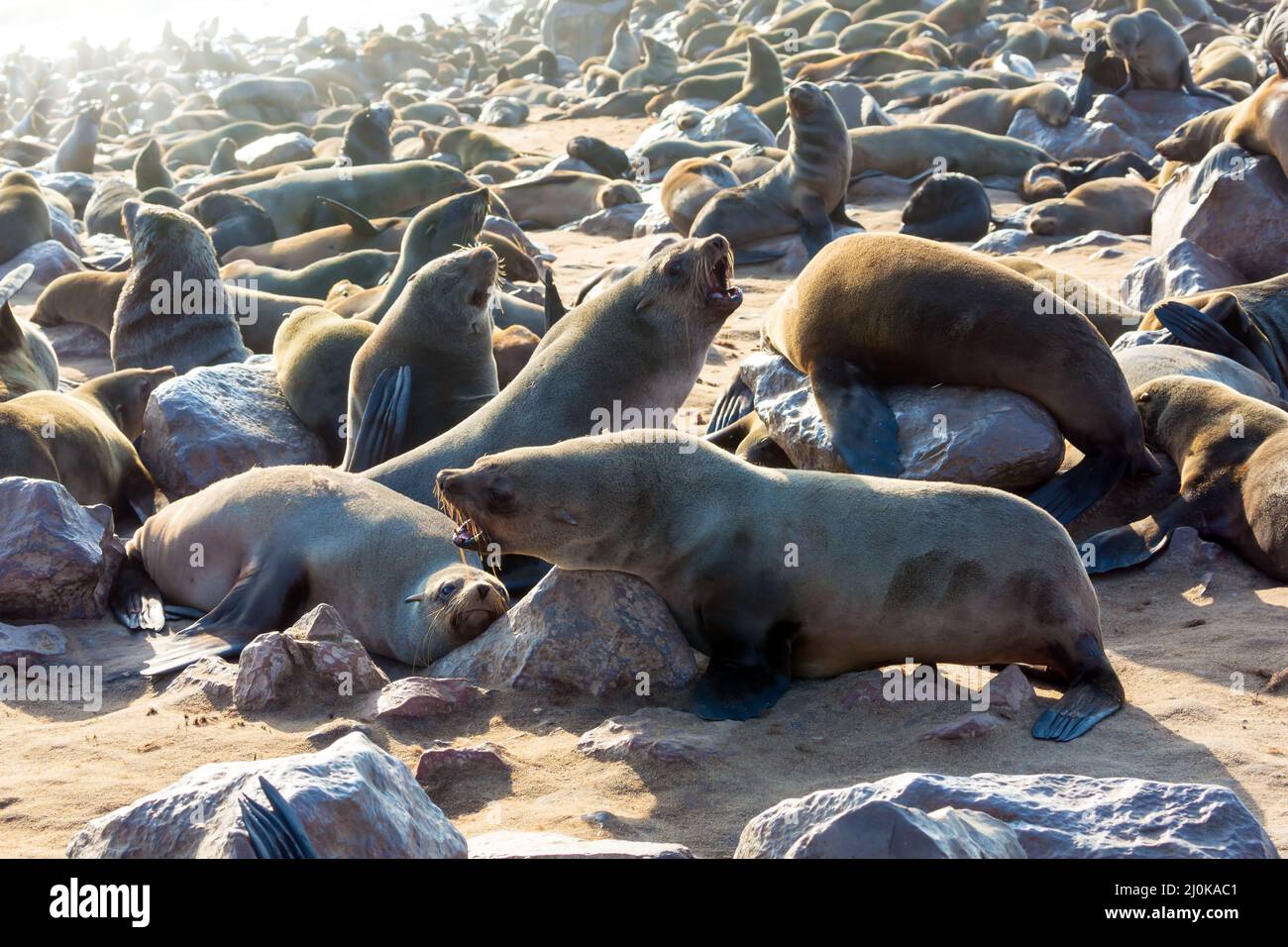 Rookery africano di fur foca Foto Stock