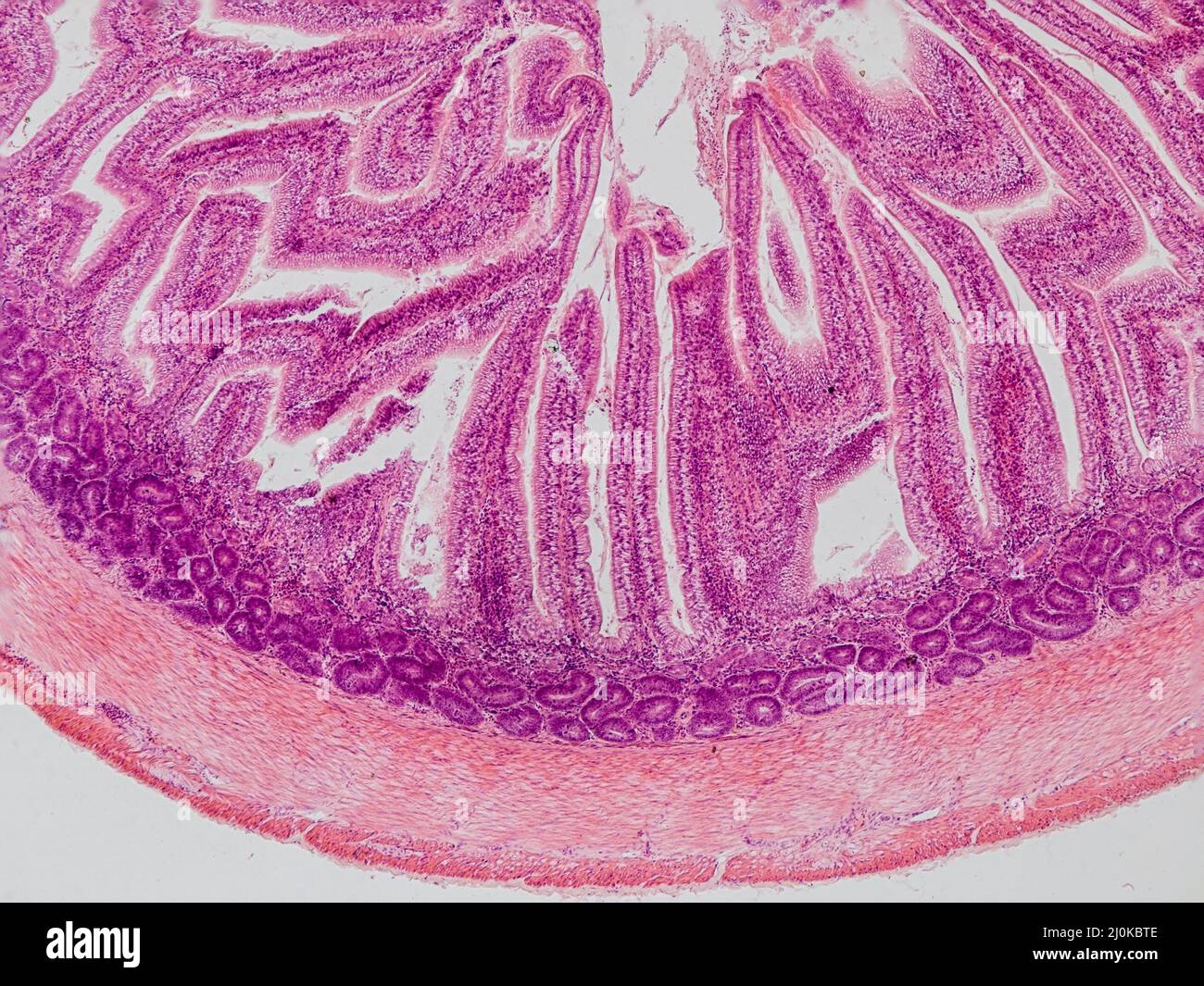 sezione trasversale dell'intestino di blackbird sotto il microscopio che mostra ghiandole intestinali e epitelio colonnare semplice - microscopio ottico x100 magnificatio Foto Stock
