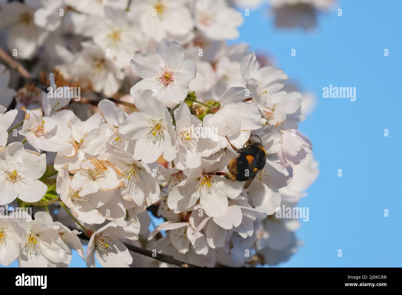 London, UK, 19th Mar, 2022. Un bumblebee (Bombus) si nutre di nettare in fiore di ciliegia in una giornata intensa. I ciliegi fioriscono in tutte le nazioni dell'Asia orientale - specialmente in Giappone, dove è simbolico della primavera e rappresenta la natura fugace della vita mentre i fiori sono di breve durata. Credit: Undicesima ora Fotografia/Alamy Live News Foto Stock