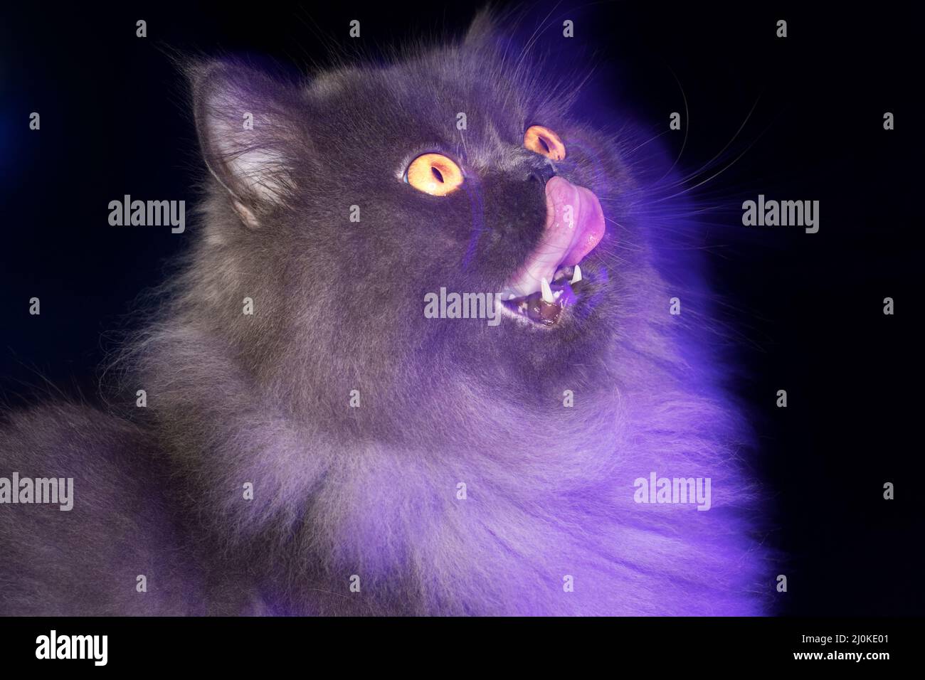 Carino gatto grigio a capelli lunghi leccando il naso. Foto Stock
