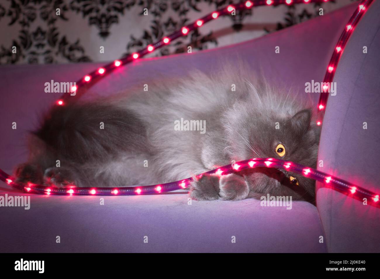 Carino gatto grigio con capelli lunghi che si rilassa su un divano viola con luci a corda viola. Foto Stock