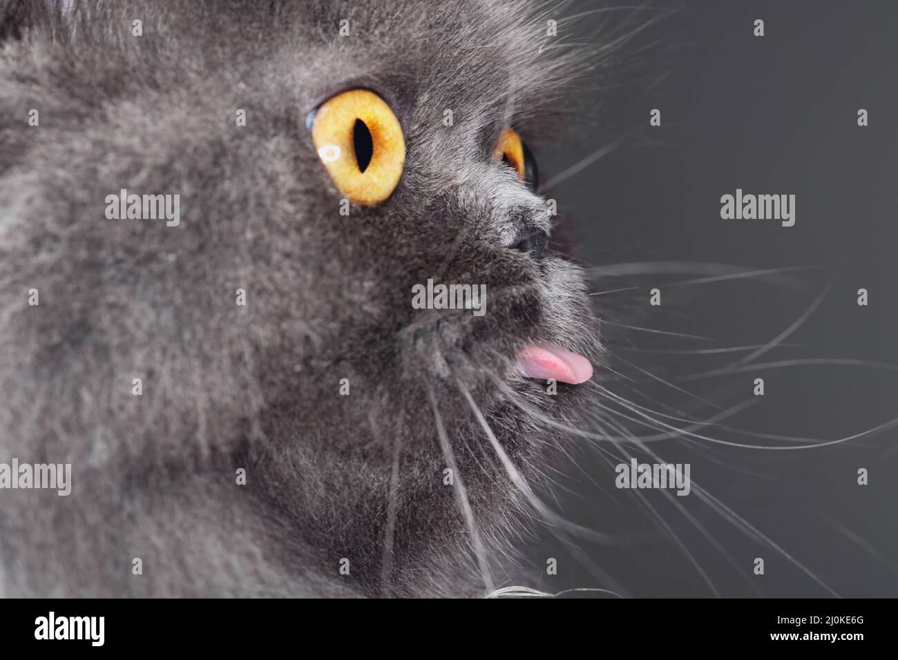 Primo piano profilo di un gatto grigio dai capelli lunghi che attacca la lingua fuori. Foto Stock