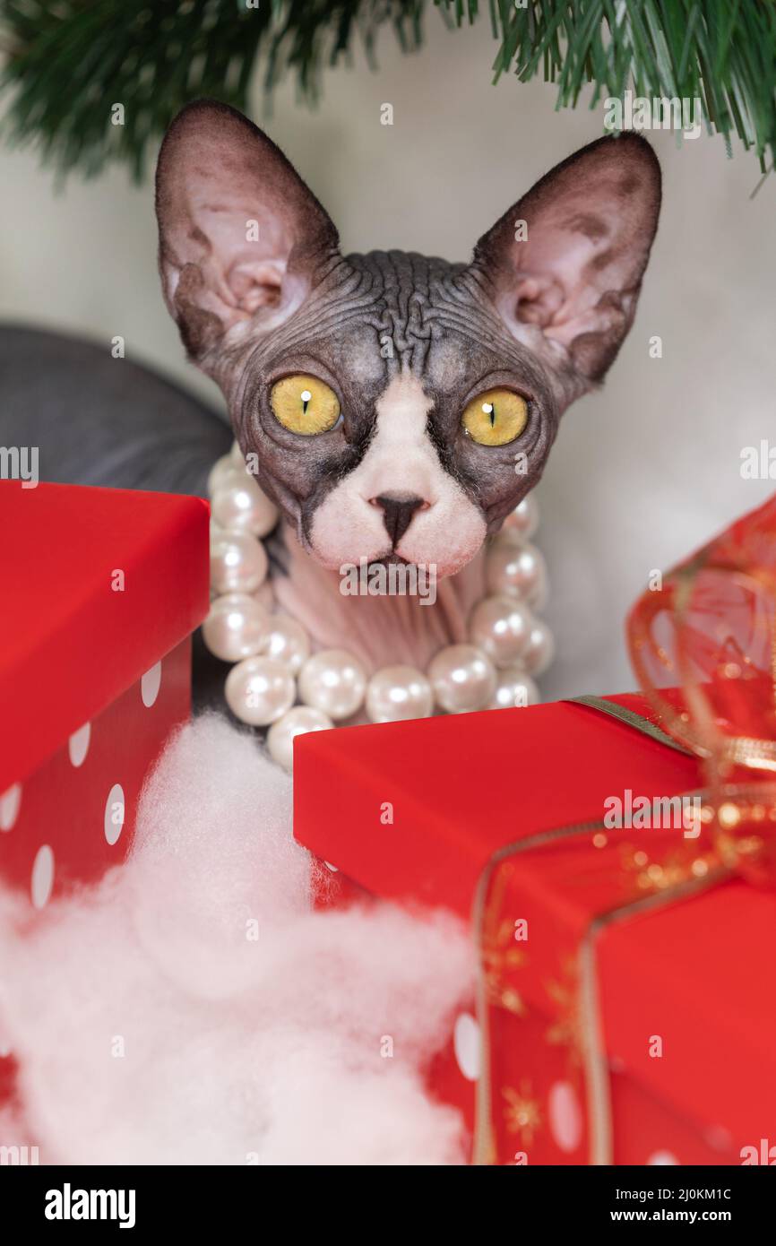 Sphynx Hairless Cat si nasconde con cura nelle scatole regalo di pallina  rossa sotto l'albero di Natale. Carino gattino purebred guardando la  fotocamera Foto stock - Alamy