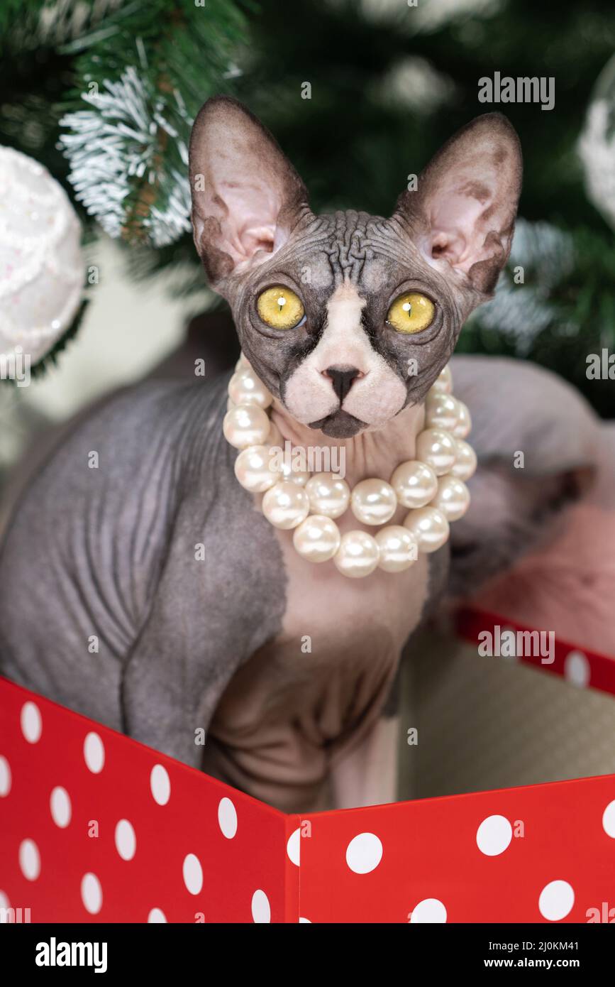 Gatto Sphynx romantico con collana perla intorno al collo seduto in rosso  polka puntino scatola regalo sotto albero di Natale. Carino gattino  purosangue con occhi gialli Foto stock - Alamy
