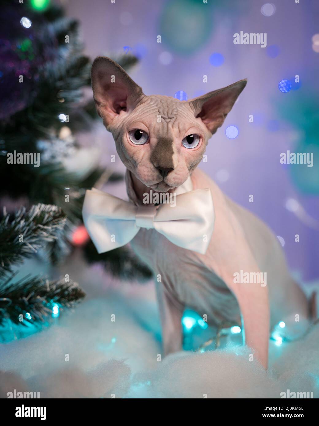 Sphynx Cat con cravatta ad arco intorno al collo sullo sfondo dell'albero di Natale e luci natalizie festive ghirlande, decorazioni. Gattino di razza pura Foto Stock