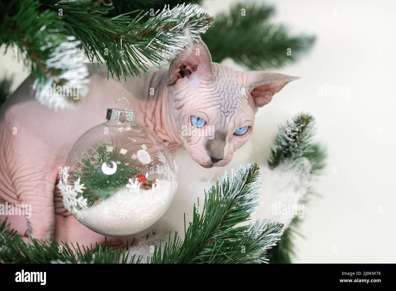 Romantico Sphynx Cat guardando attentamente da sotto rami di albero di Natale con giocattoli. Foto Stock