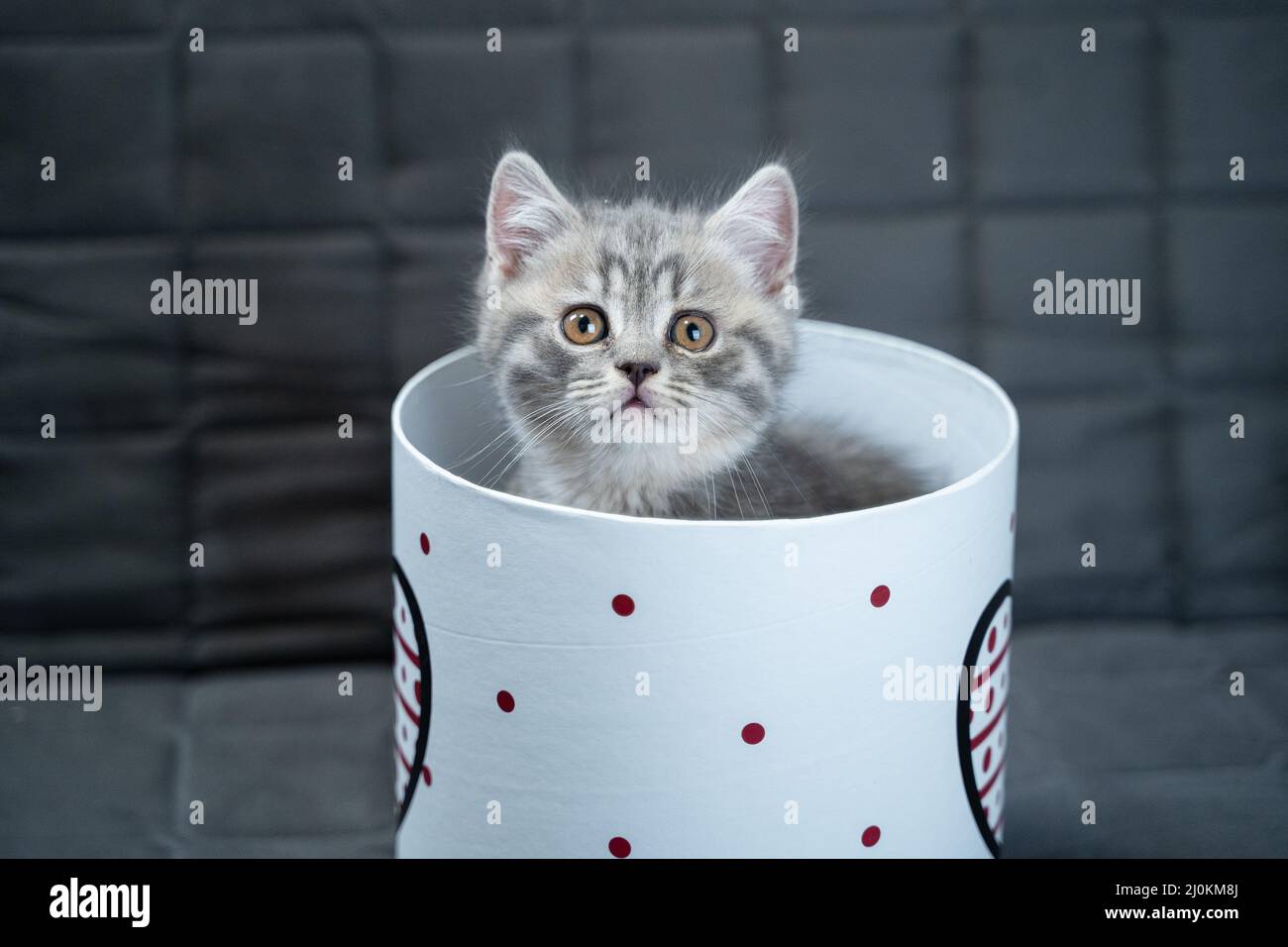 Carino gatto bambino di colore grigio scozzese razza diritto in forma di regalo in scatola con il cuore a casa. Il gattino tabby gioca con un regalo w Foto Stock