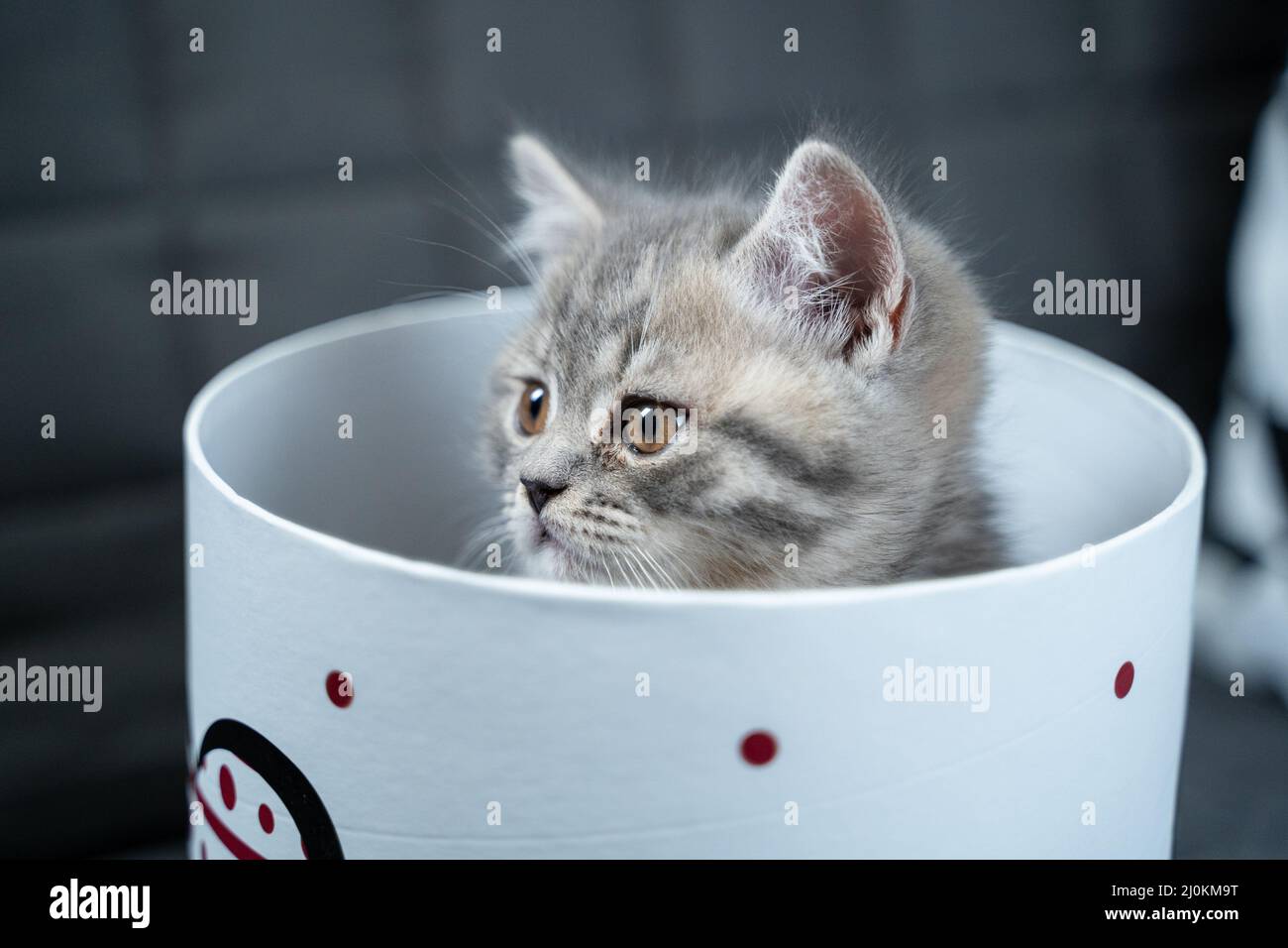 Carino gatto bambino di colore grigio scozzese razza diritto in forma di regalo in scatola con il cuore a casa. Il gattino tabby gioca con un regalo w Foto Stock