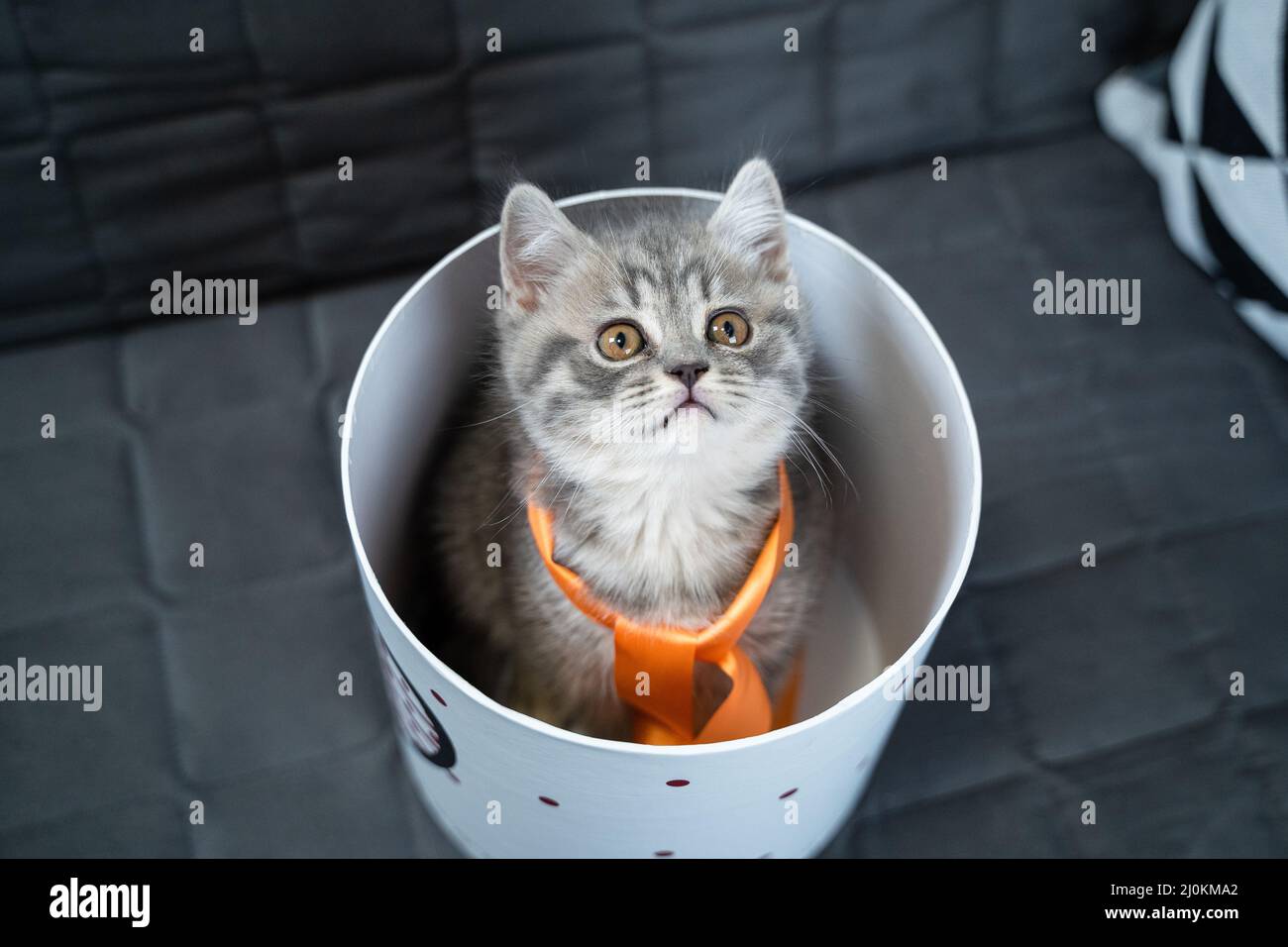 Carino gatto bambino di colore grigio scozzese razza diritto in forma di regalo in scatola con il cuore a casa. Il gattino tabby gioca con un regalo w Foto Stock