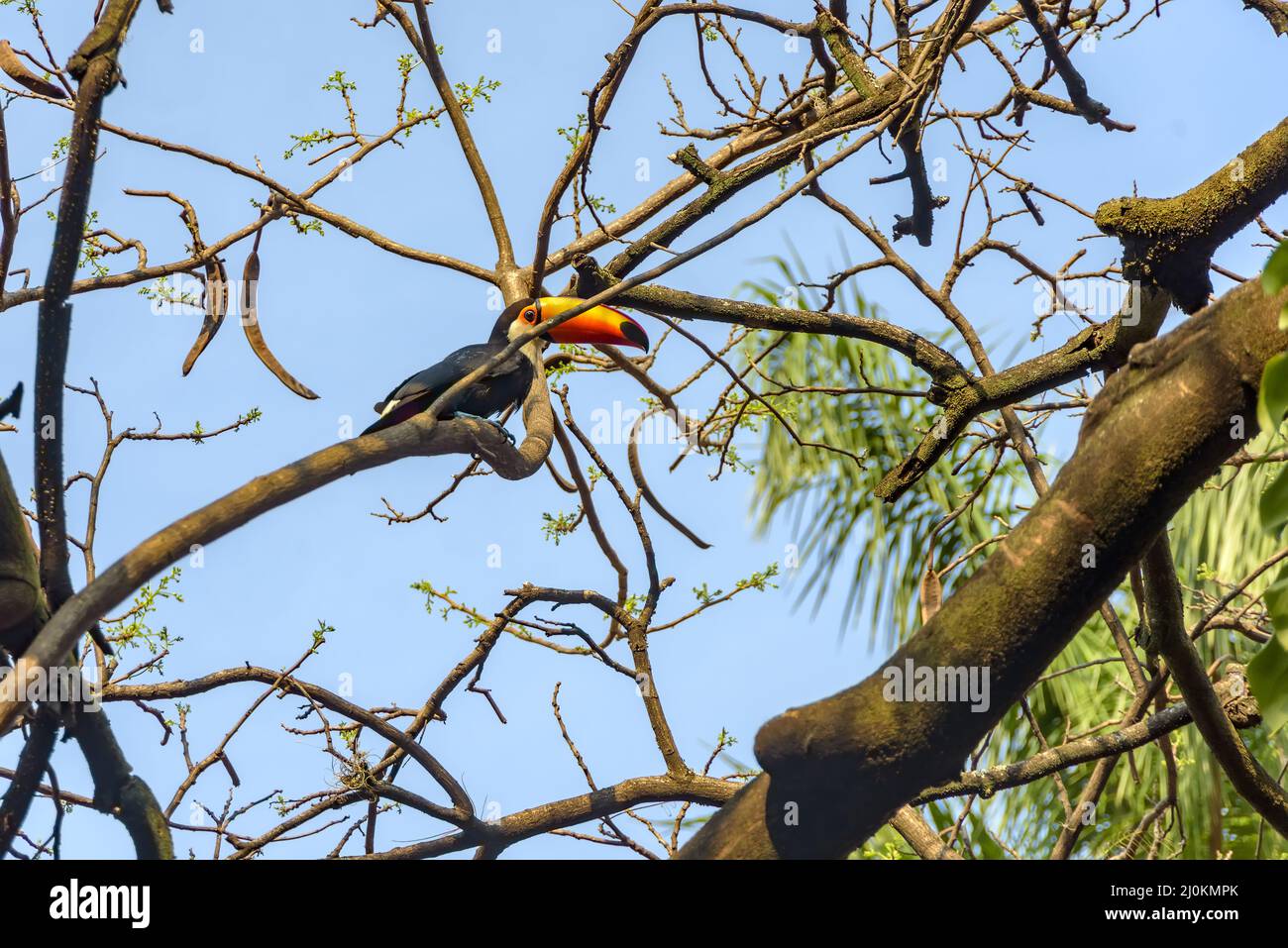 Toucan arroccato tra rami d'albero Foto Stock