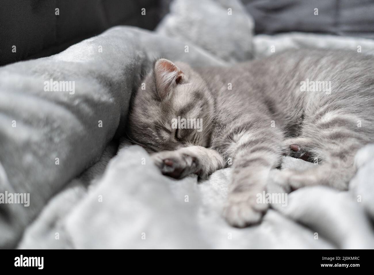 Adorabile piccolo animale domestico. Animale bambino carino. Carino gattino di colore grigio di razza scozzese diritta dorme dolcemente su bedsp Foto Stock