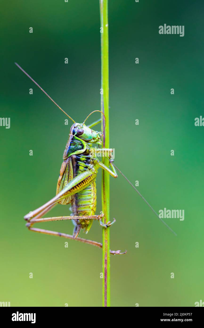 Nsect Roesel's Bush-cricket su una foglia di erba verde Foto Stock