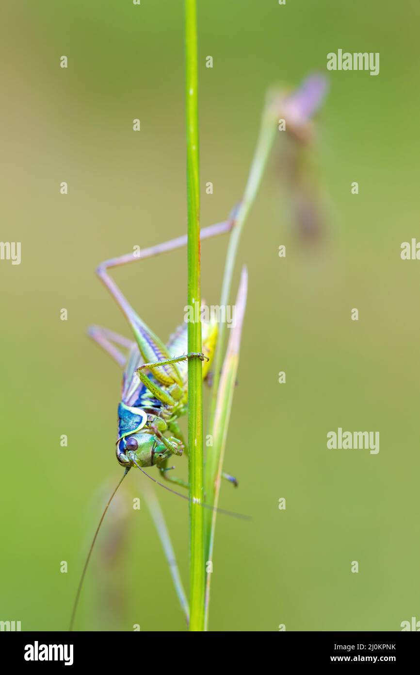 Nsect Roesel's Bush-cricket su una foglia di erba verde Foto Stock