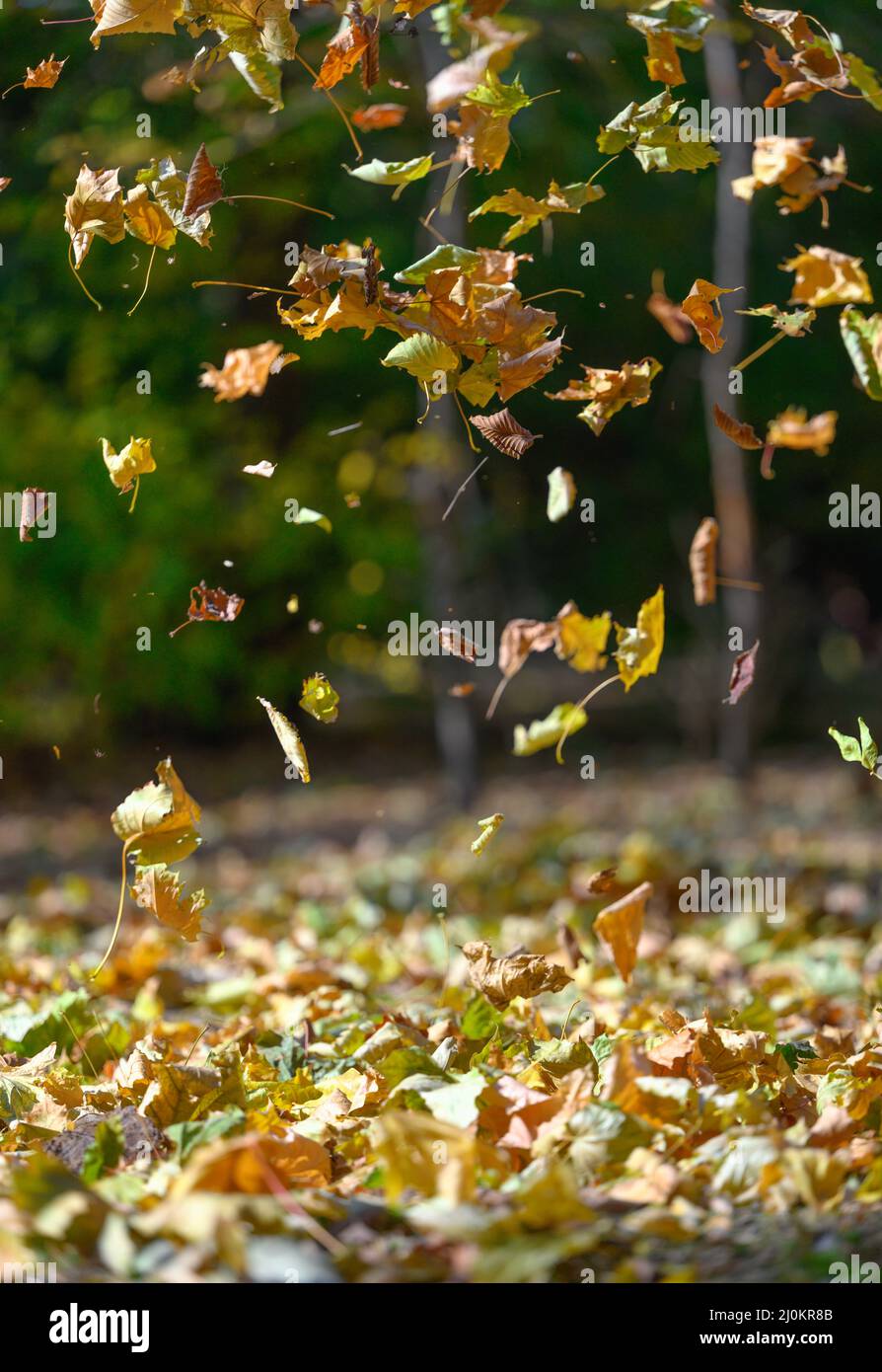 Le foglie gialle caduti volano nel parco autunnale. Scena idilliaca nel pomeriggio in un parco vuoto Foto Stock