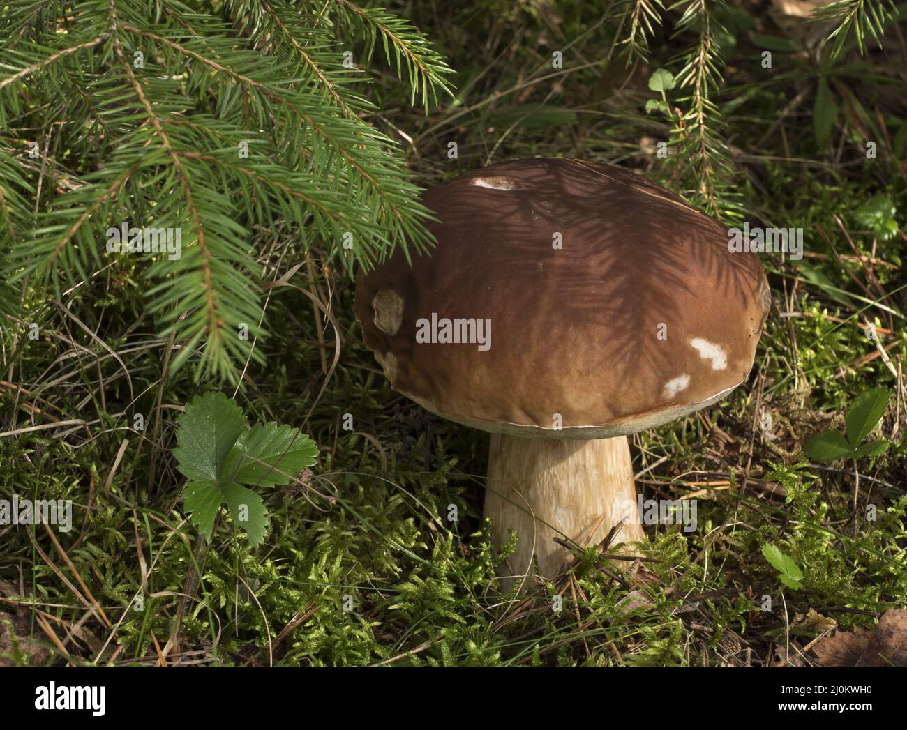 Funghi commestibili nella foresta in una giornata di sole, Boletus edulis. Foto Stock