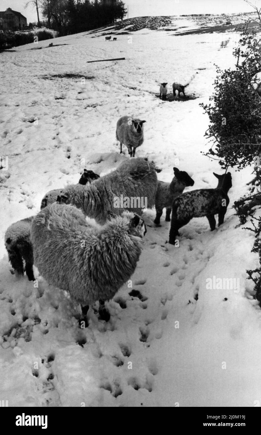 Dopo la bufera di Blizzard, questi agnelli della fattoria Gora di Richard Vaughan a Llanidloes sono sopravvissuti, ma molti altri in tutto il Galles non sono stati così fortunati. 28th aprile 1981. Foto Stock
