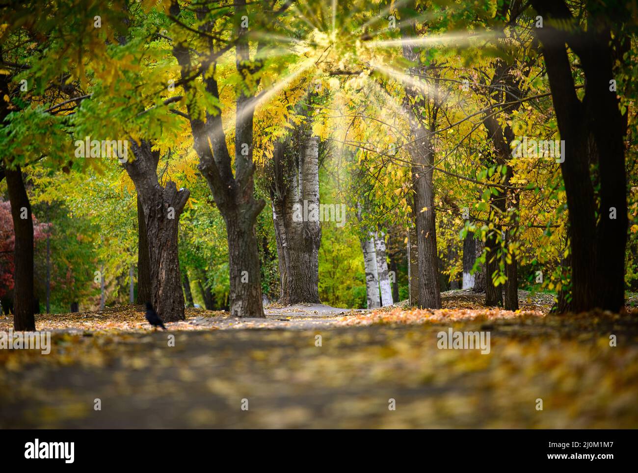 Parco autunnale con alberi e cespugli, foglie gialle sul terreno. Il percorso conduce alla distanza, fuoco selettivo Foto Stock