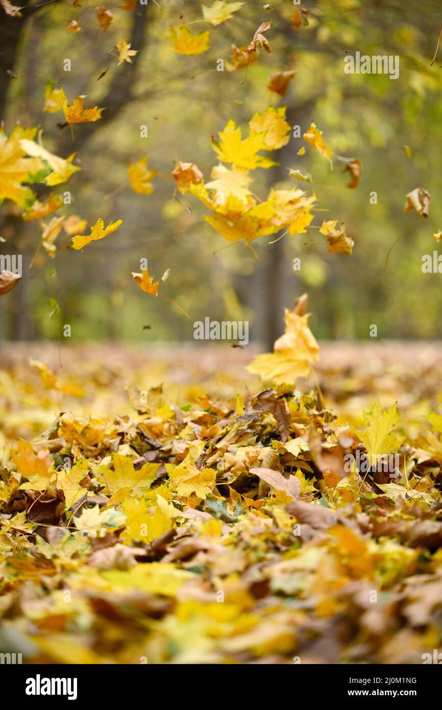 Le foglie gialle caduti volano nel parco autunnale. Scena idilliaca nel pomeriggio in un parco vuoto, fuoco selettivo Foto Stock