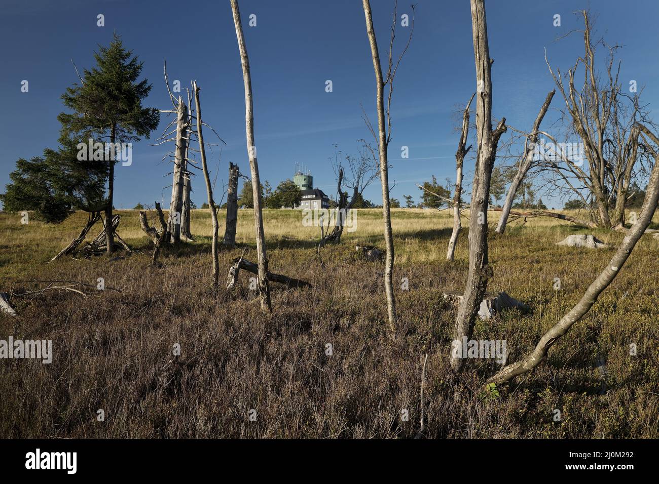 Paesaggio con Asten torre sul Kahler Asten, Winterberg, Sauerland, Renania settentrionale-Vestfalia, Germa Foto Stock