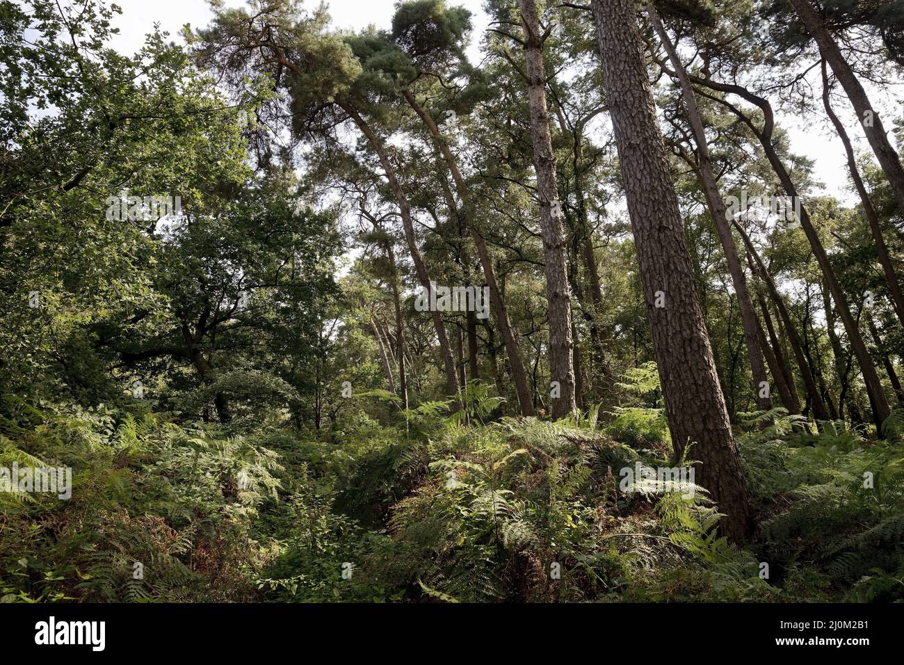 Rinaturazione Graefenthal al fiume Niers, Goch, Renania Settentrionale-Vestfalia, Germania, Europa Foto Stock
