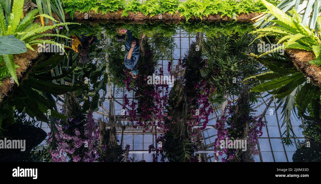 La gente visita l'annuale spettacolo delle orchidee di primavera al Giardino Botanico di New York il 19 marzo 2022. Lo spettacolo di quest'anno è stato creato dal designer Jeff Leatham, famoso direttore artistico del Four Seasons Hotel George V di Parigi e designer floreale per le stelle. Lo spettacolo si chiama caleidoscopio di Jeff Leatham. Le persone che entrano nel Conservatorio sono ancora consigliate di indossare maschere a causa della pandemia COVID-19. Gli spettacoli di Orchid sono stati cancellati per due anni a causa di una pandemia e sono ritornati in pieno swing quest'anno. (Foto di Lev Radin/Sipa USA) Foto Stock