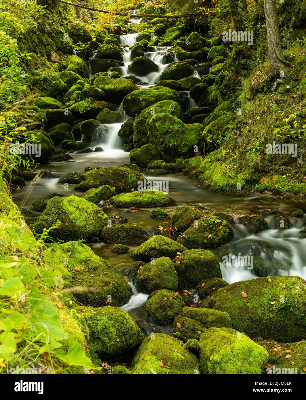 Molti massi ricoperti di muschio e piccolo torrente di montagna in lussureggiante foresta verde Foto Stock
